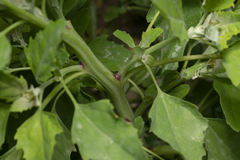 Chenopodium album