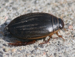 Acilius semisulcatus