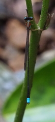 Ceylonosticta