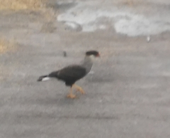 Caracara