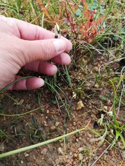 Geissorhiza purpureolutea