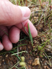 Geissorhiza purpureolutea