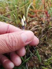 Geissorhiza purpureolutea