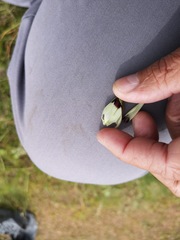 Geissorhiza purpureolutea