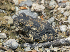 Concepcion Toad photo 2