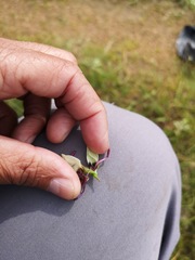 Geissorhiza purpureolutea