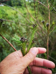 Leucadendron corymbosum