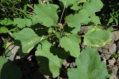 Xanthium strumarium canadense