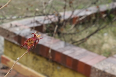 Hibiscus sabdariffa