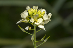 Sinapis alba