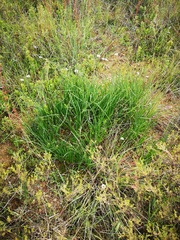 Trachyandra chlamydophylla