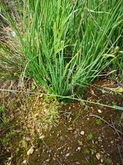 Trachyandra chlamydophylla