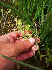 Trachyandra chlamydophylla