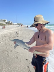 Carcharhinus acronotus