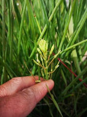 Trachyandra chlamydophylla
