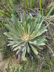 Espeletia corymbosa