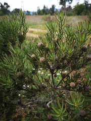 Leucadendron lanigerum lanigerum