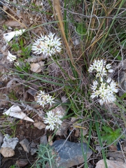 Allium subvillosum
