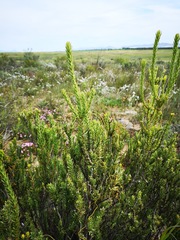 Leucadendron stellare