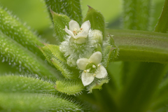 Galium aparine