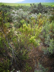 Leucadendron stellare