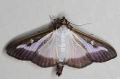 Cydalima perspectalis