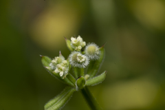 Galium aparine