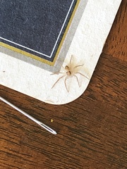 Philodromus dispar