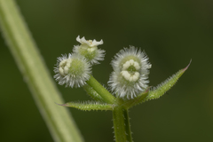 Galium aparine