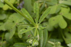 Galium aparine