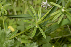 Galium aparine
