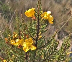 Hypericum laricifolium