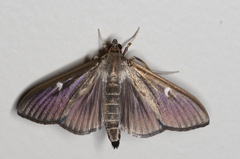 Cydalima perspectalis