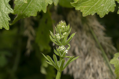 Galium aparine