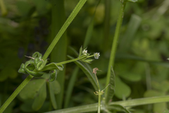 Galium aparine