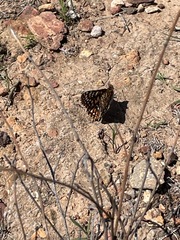 Euphydryas editha quino