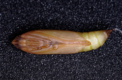 Cydalima perspectalis