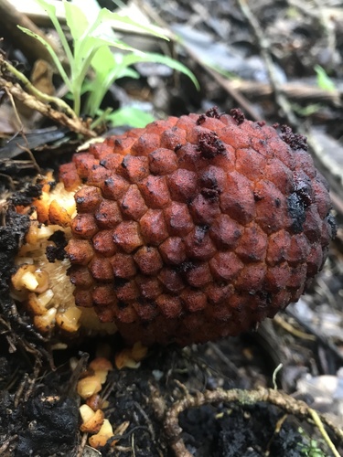 Corynaea crassa (Corynaea crassa)
