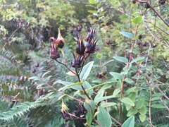 Hypericum × moserianum