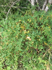 Hypericum × moserianum