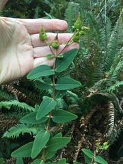 Hypericum × moserianum