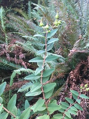 Hypericum × moserianum