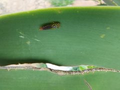 Dilobopterus costalimai