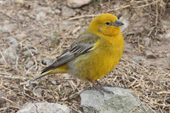 Greater Yellow-Finch photo 1