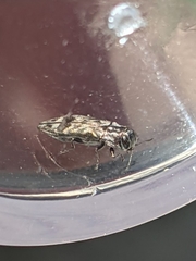 Agrilus lecontei