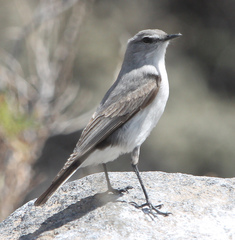 Muscisaxicola cinereus