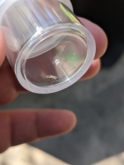 Agrilus lecontei