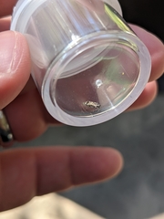 Agrilus lecontei