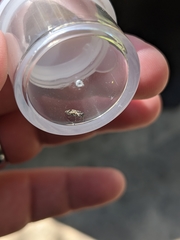 Agrilus lecontei