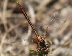 Phanogomphus cavillaris